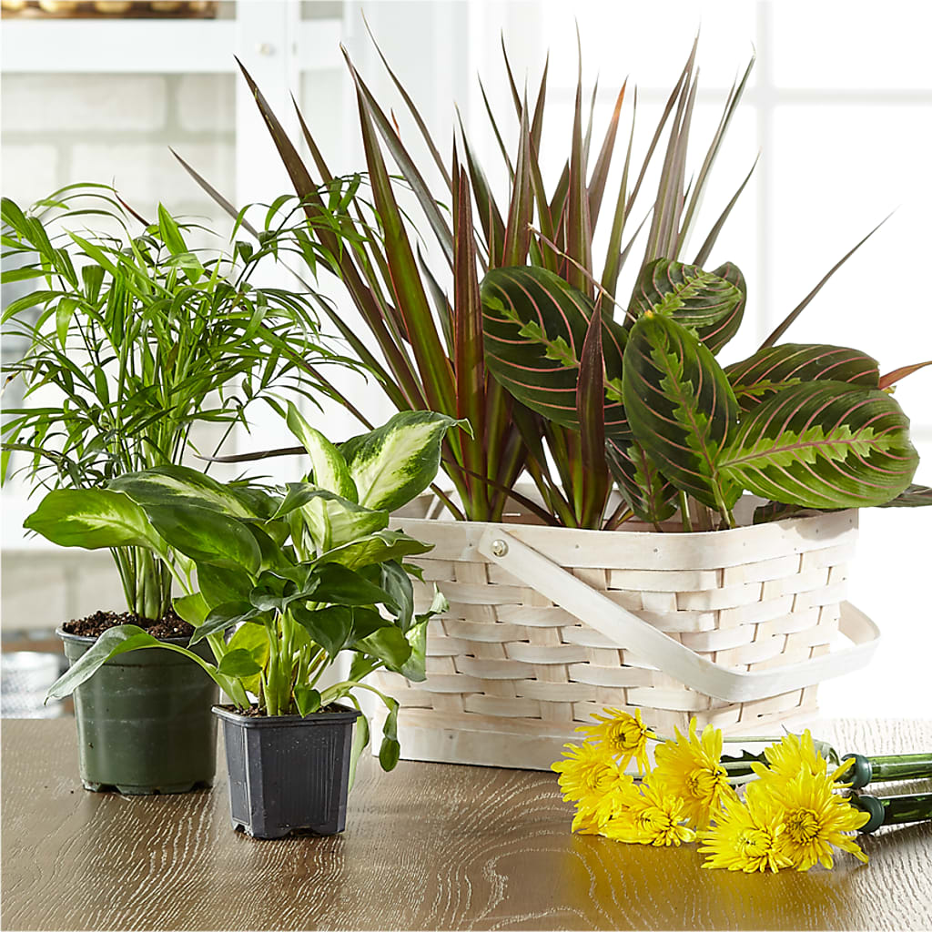 Florist Designed Blooming and Green Plants in a Basket – 175 MERCANTILE FLORAL & GIFT, Lake City IA