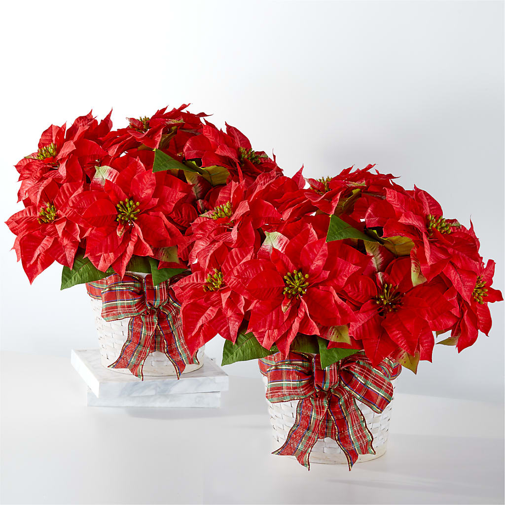Happiest Holidays Poinsettia Bundle – 175 MERCANTILE FLORAL & GIFT, Lake City IA