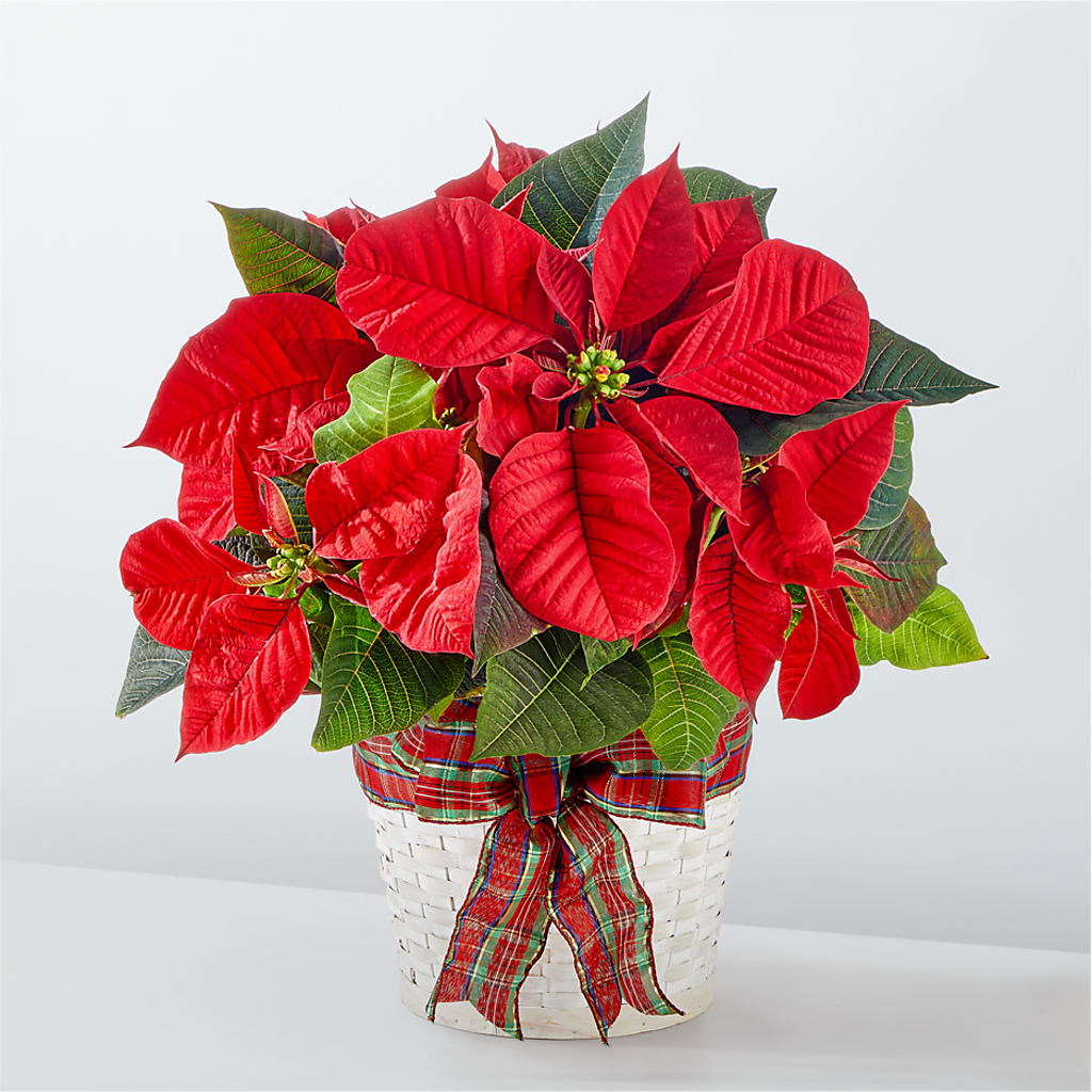 Happiest Holidays Poinsettia – 175 MERCANTILE FLORAL & GIFT, Lake City IA