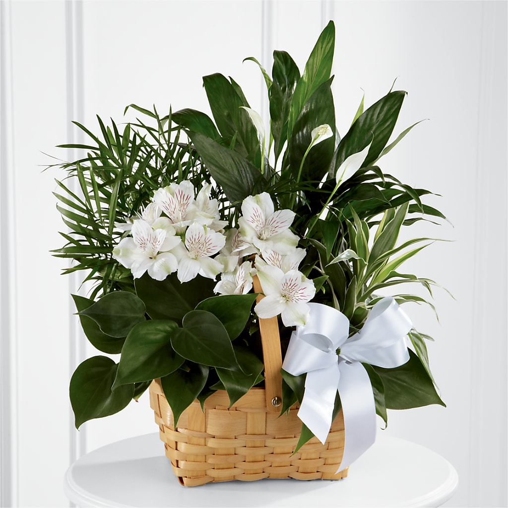 Peace & Serenity Dishgarden – 175 MERCANTILE FLORAL & GIFT, Lake City IA