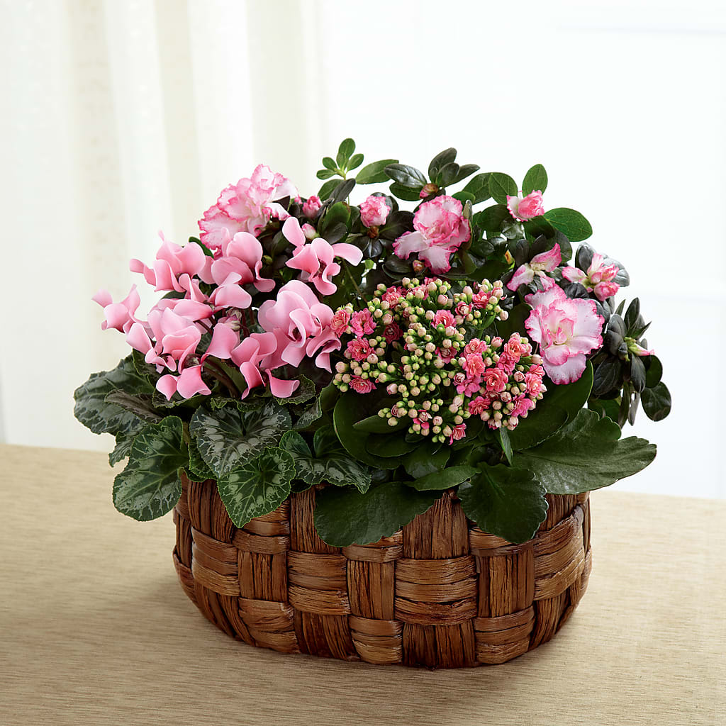 Pink Assortment – 175 MERCANTILE FLORAL & GIFT, Lake City IA