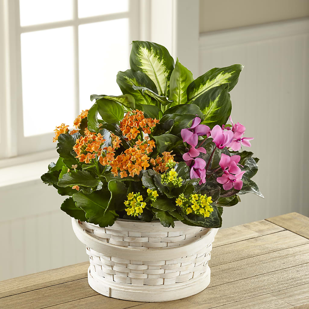Color Crush Dishgarden – 175 MERCANTILE FLORAL & GIFT, Lake City IA