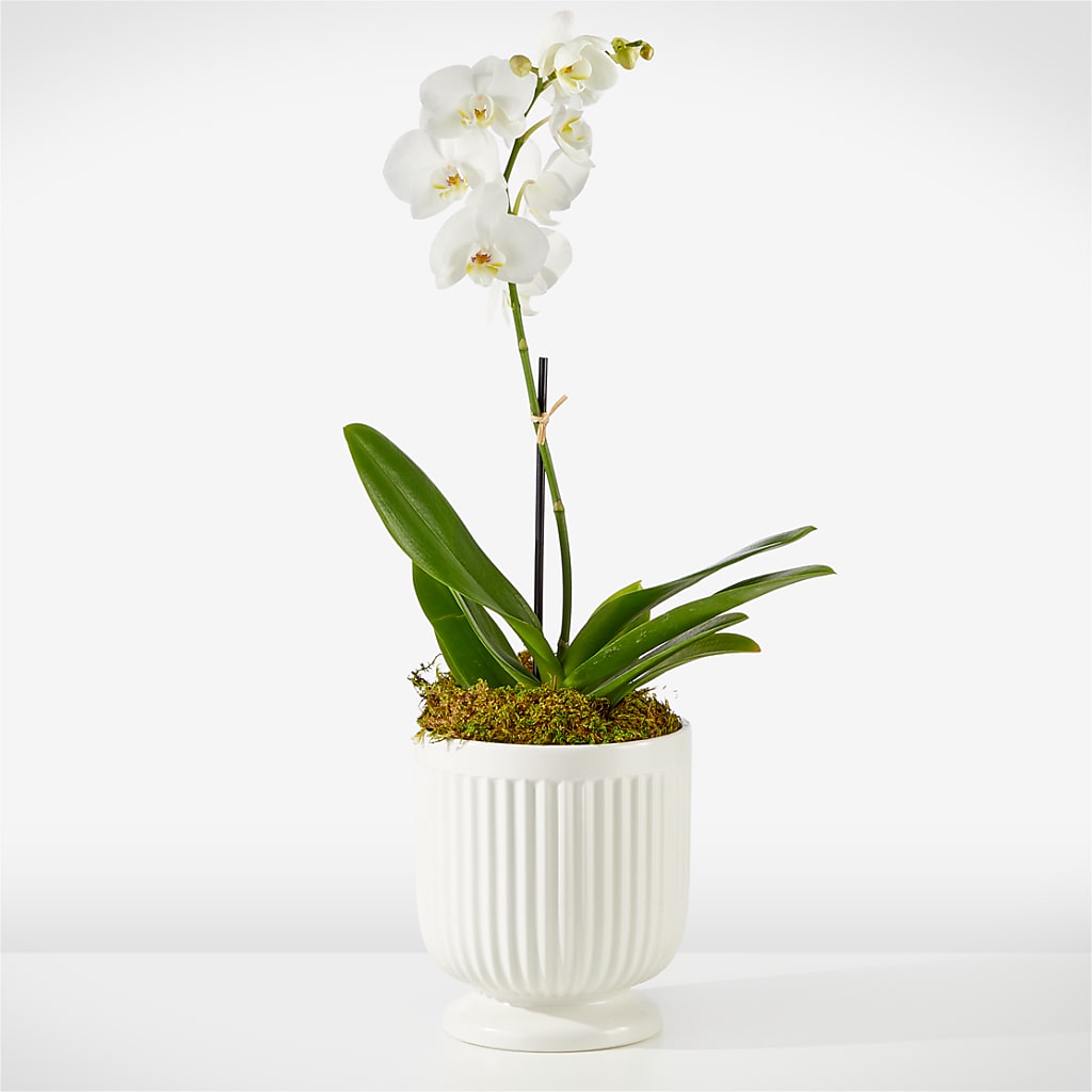 Whispering White Orchid – 175 MERCANTILE FLORAL & GIFT, Lake City IA