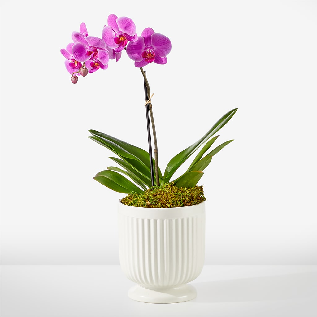 Friendly Fuchsia Orchid – 175 MERCANTILE FLORAL & GIFT, Lake City IA