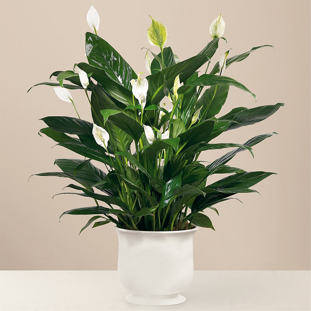 Comfort Planter – 175 MERCANTILE FLORAL & GIFT, Lake City IA