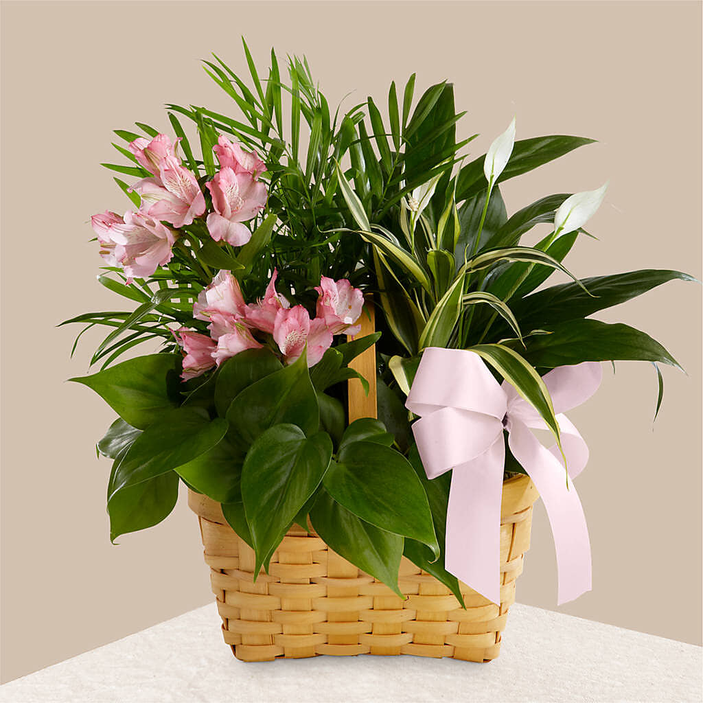 Living Spirit Dishgarden – 175 MERCANTILE FLORAL & GIFT, Lake City IA