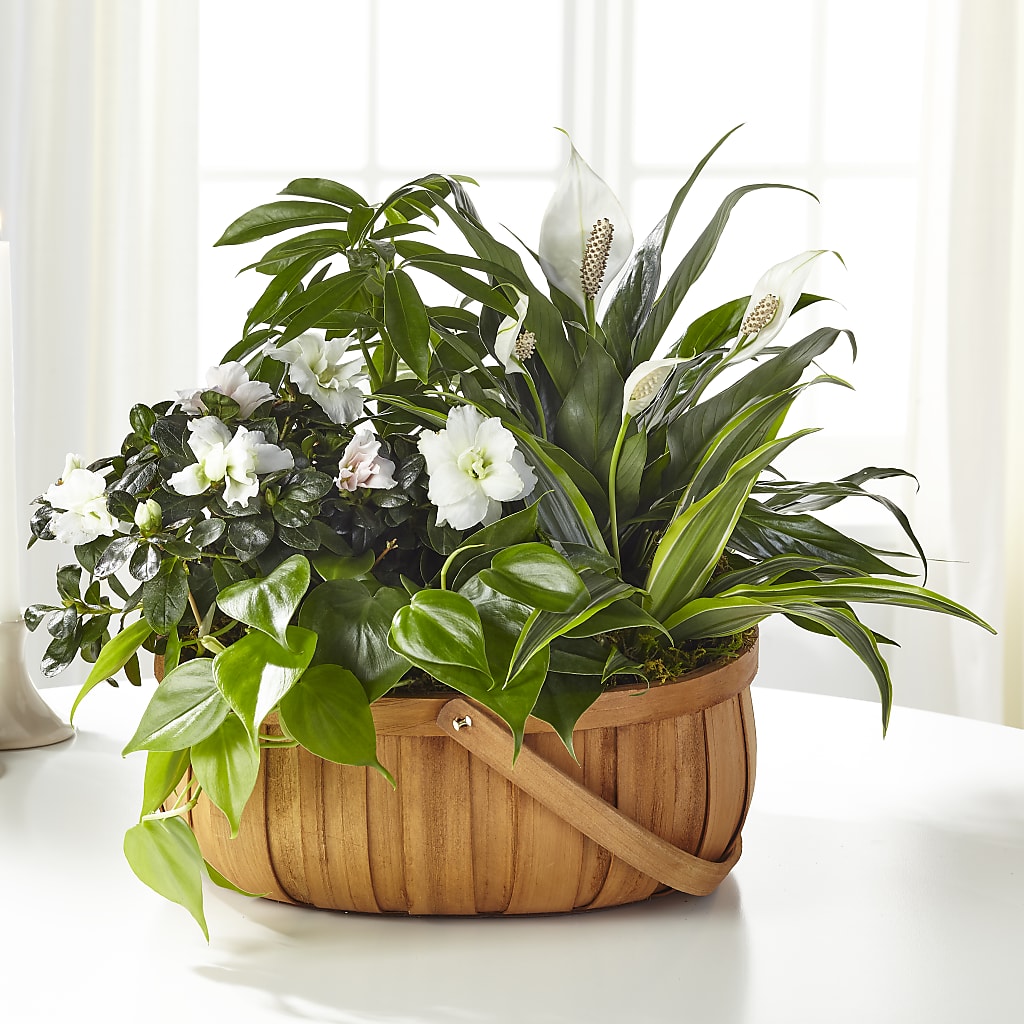 Serene Dishgarden – 175 MERCANTILE FLORAL & GIFT, Lake City IA