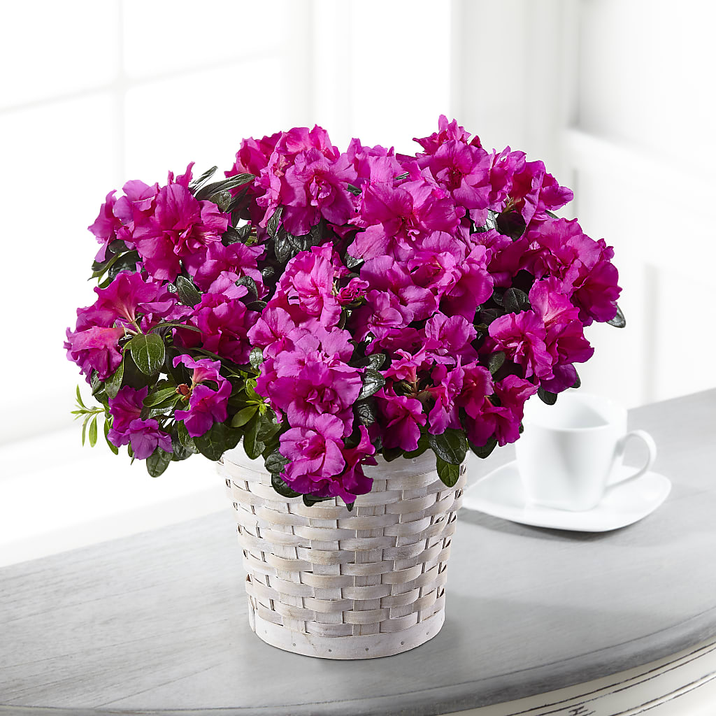Hope & Serenity Azalea Plant – 175 MERCANTILE FLORAL & GIFT, Lake City IA
