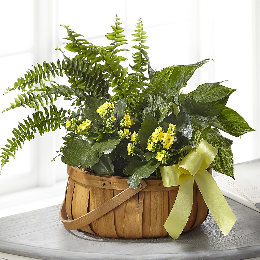 Always Dear Dishgarden – 175 MERCANTILE FLORAL & GIFT, Lake City IA