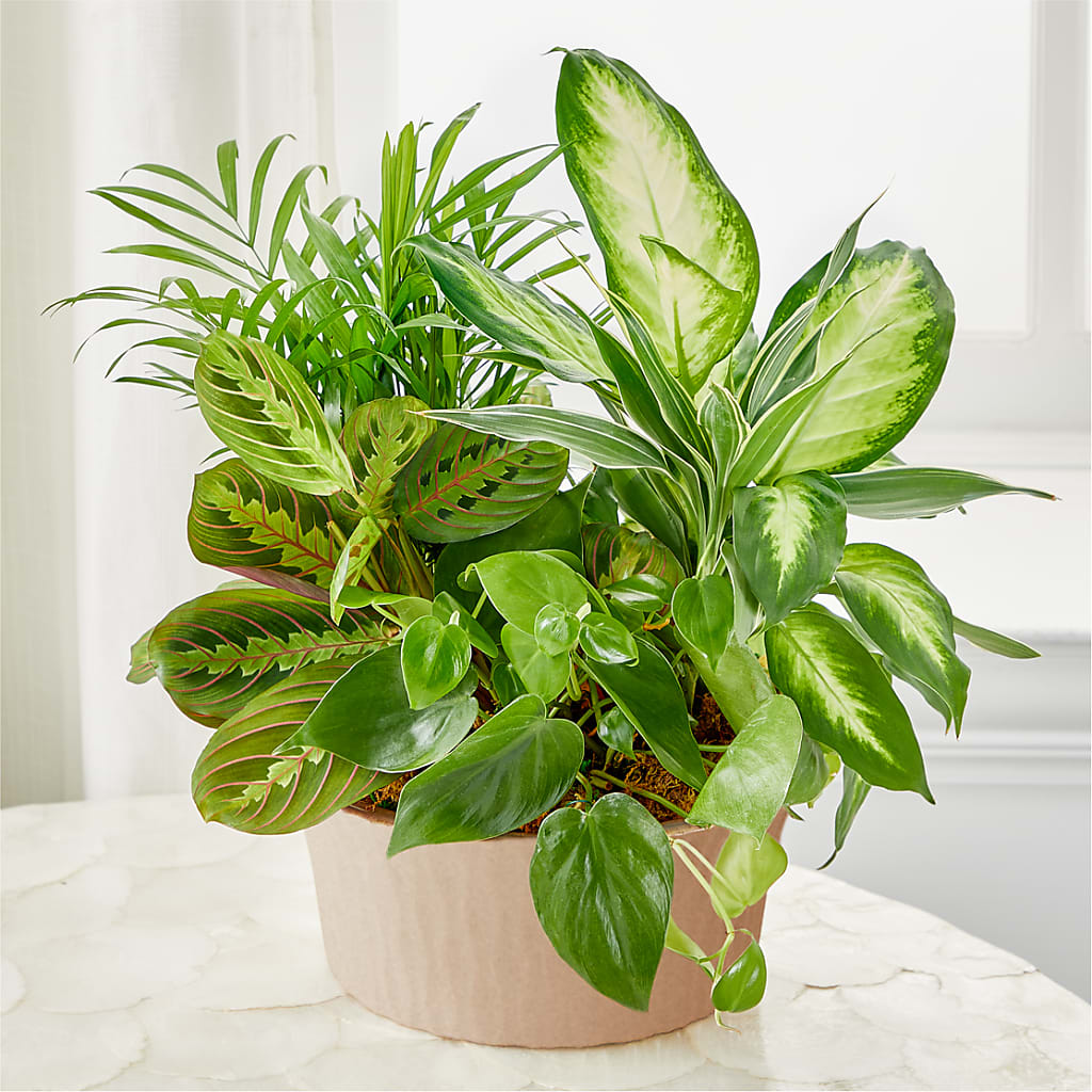 Balance & Harmony Dishgarden – 175 MERCANTILE FLORAL & GIFT, Lake City IA