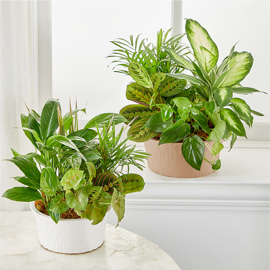 Balance & Harmony Dishgarden – 175 MERCANTILE FLORAL & GIFT, Lake City IA