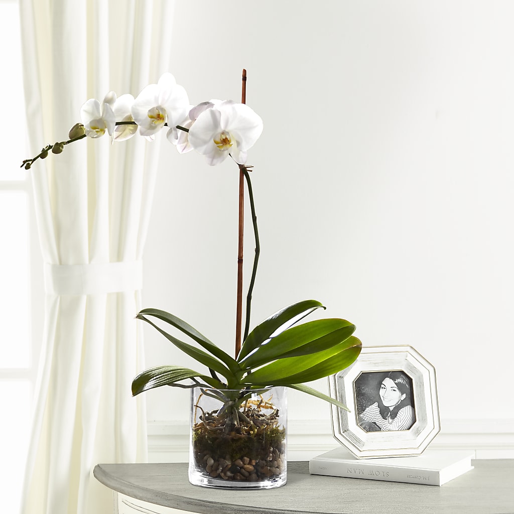White Orchid Planter – 175 MERCANTILE FLORAL & GIFT, Lake City IA