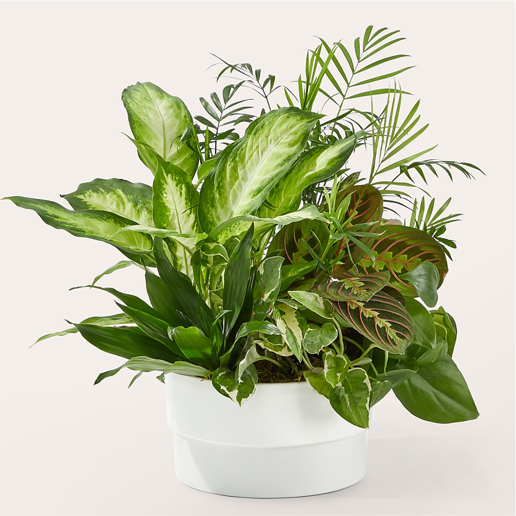 Radiating Positivity Dishgarden – 175 MERCANTILE FLORAL & GIFT, Lake City IA