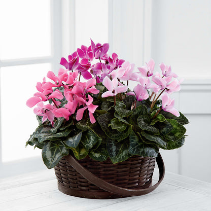 Mixed Cyclamen Planter – 175 MERCANTILE FLORAL & GIFT, Lake City IA