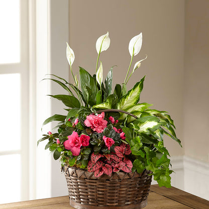 Dream in Pink Dishgarden – 175 MERCANTILE FLORAL & GIFT, Lake City IA