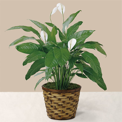 Tranquil Moments Peace Lily Plant – 175 MERCANTILE FLORAL & GIFT, Lake City IA