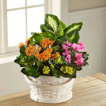 Color Crush Dishgarden – 175 MERCANTILE FLORAL & GIFT, Lake City IA