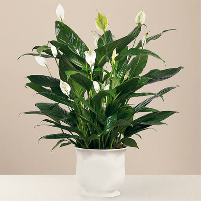 Comfort Planter – 175 MERCANTILE FLORAL & GIFT, Lake City IA