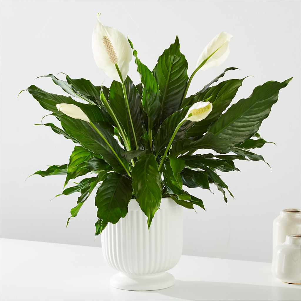 Comfort Planter – 175 MERCANTILE FLORAL & GIFT, Lake City IA