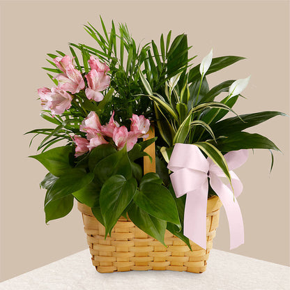 Living Spirit Dishgarden – 175 MERCANTILE FLORAL & GIFT, Lake City IA