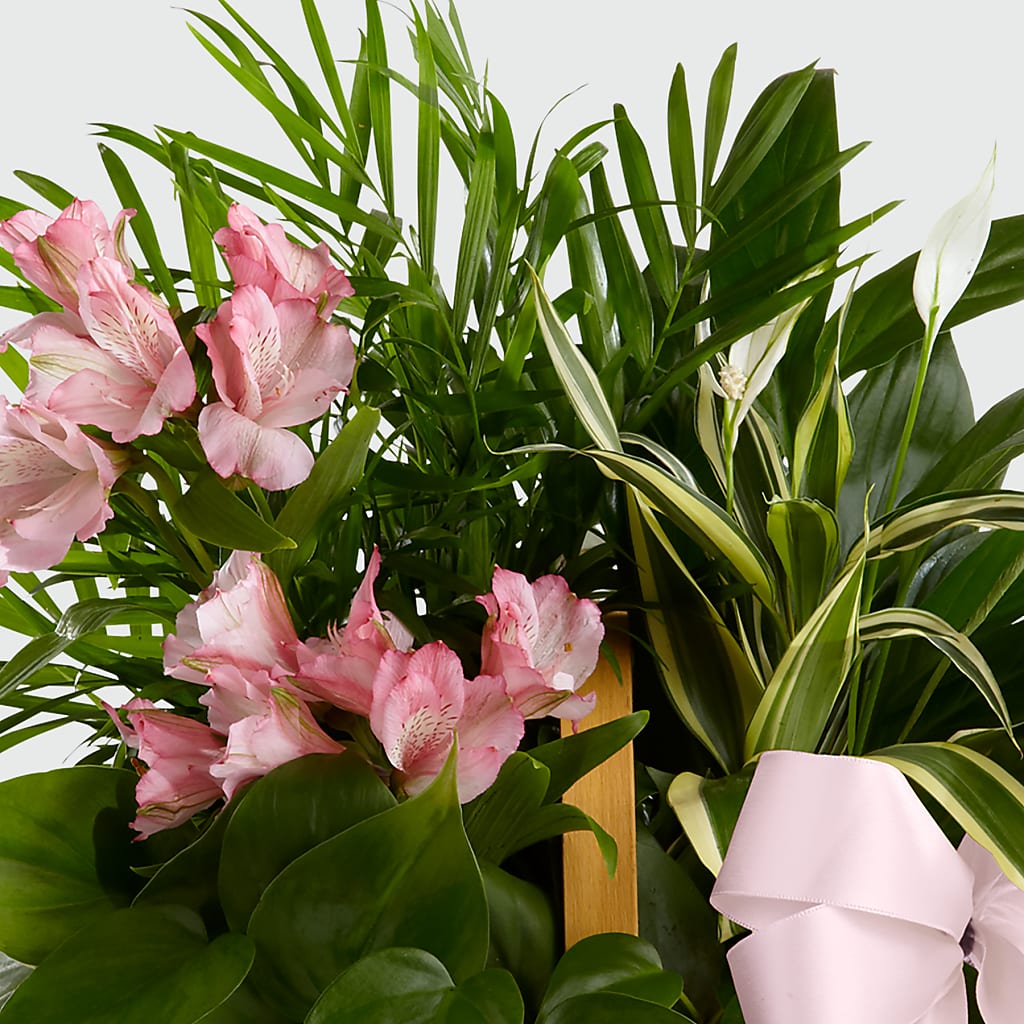 Living Spirit Dishgarden – 175 MERCANTILE FLORAL & GIFT, Lake City IA