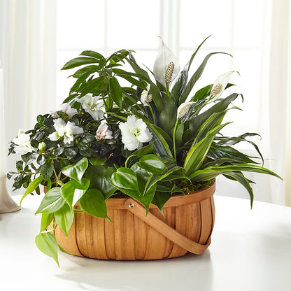 Serene Dishgarden – 175 MERCANTILE FLORAL & GIFT, Lake City IA