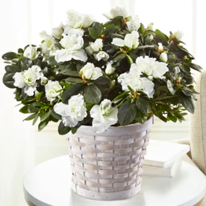 White Azalea Plant – 175 MERCANTILE FLORAL & GIFT, Lake City IA