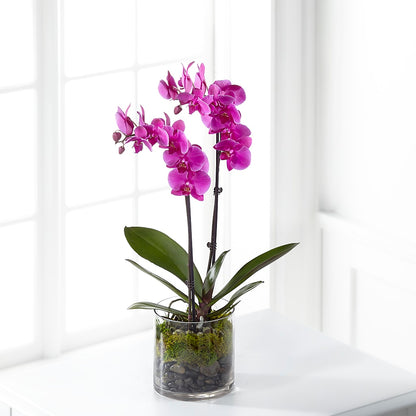 Pink Orchid Plant – 175 MERCANTILE FLORAL & GIFT, Lake City IA