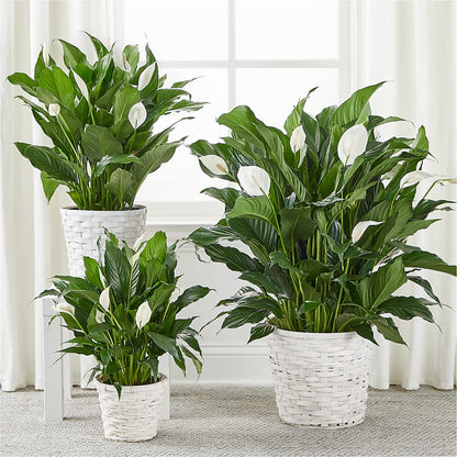 A New Leaf Peace Lily – 175 MERCANTILE FLORAL & GIFT, Lake City IA