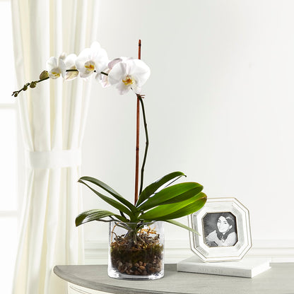 White Orchid Planter – 175 MERCANTILE FLORAL & GIFT, Lake City IA